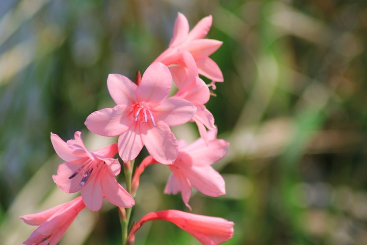 Pink flowers