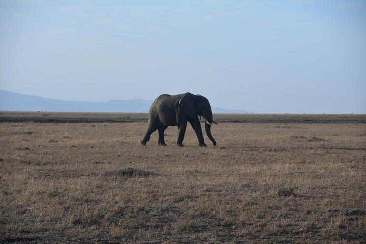 African elephant