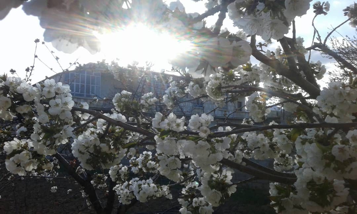 cherry blossoms
