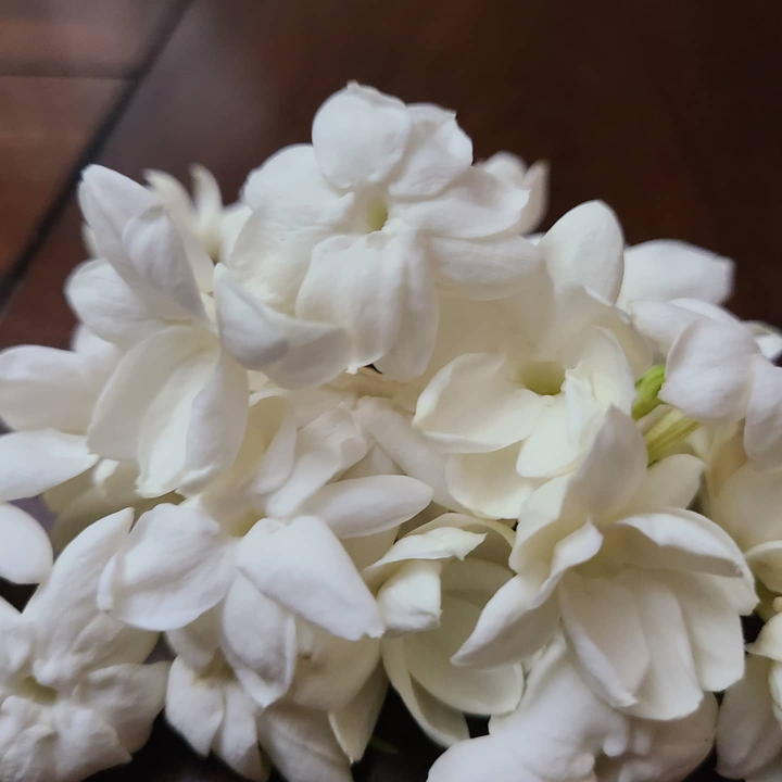 Jasmine Flower