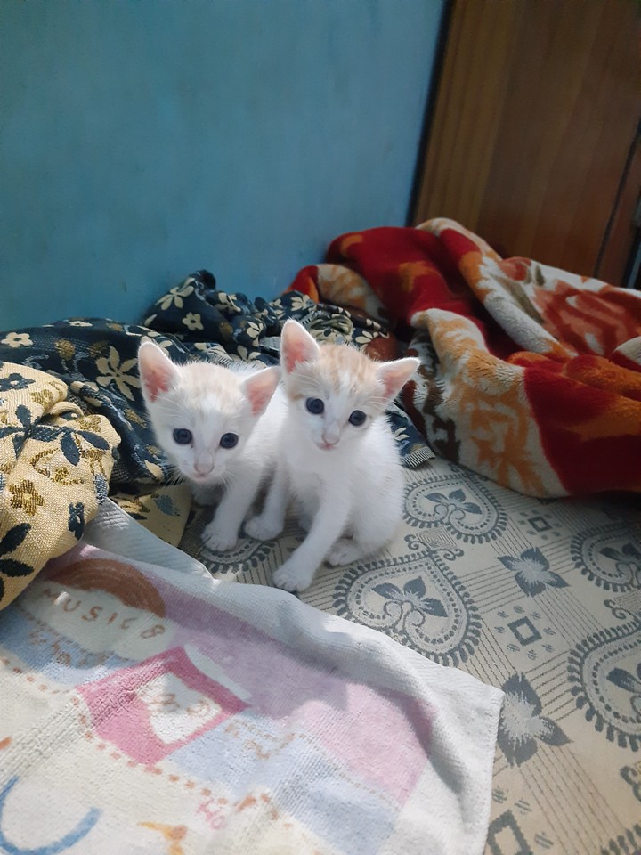 cats