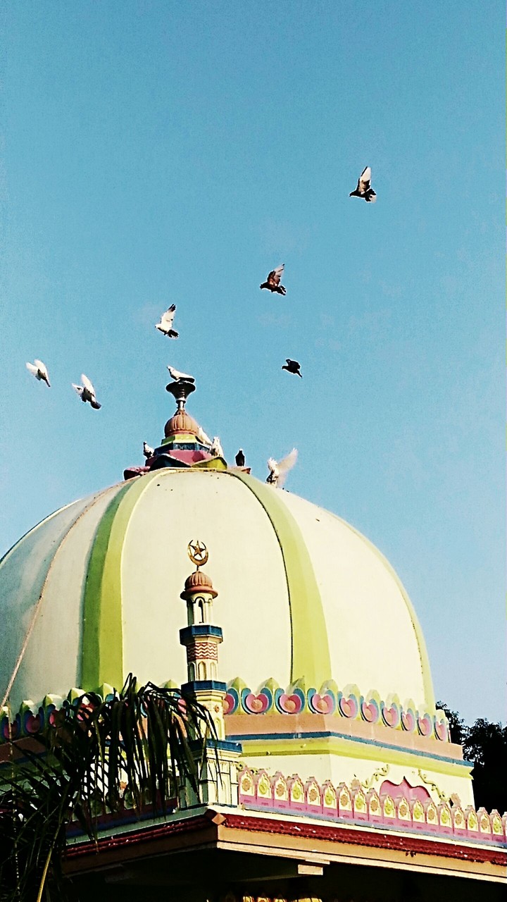 Flying Birds on Masjid