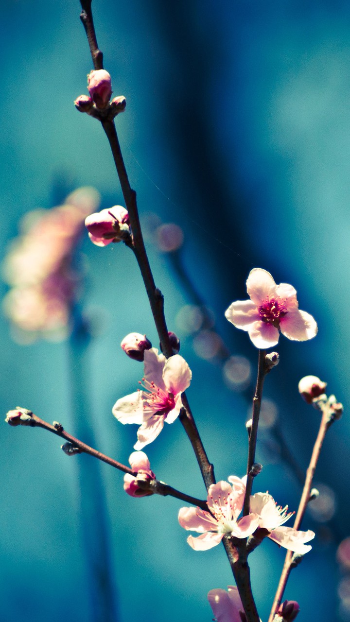 blue flower