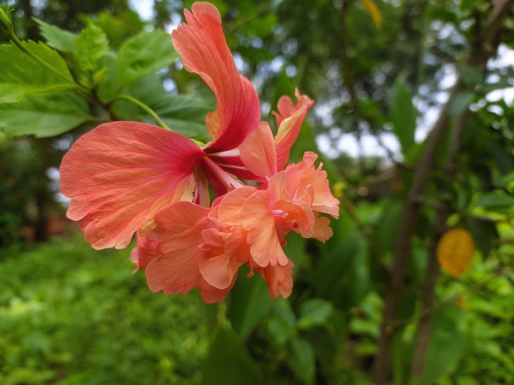 Orange Flower | FHD