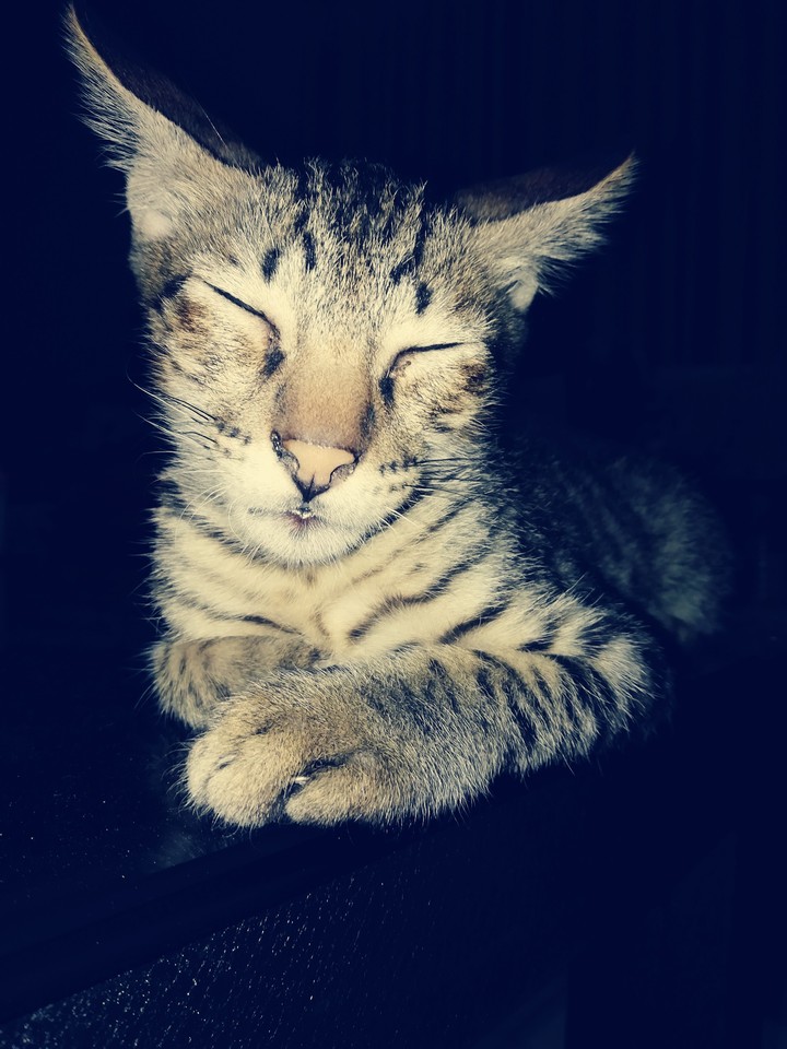 sleeping kittu