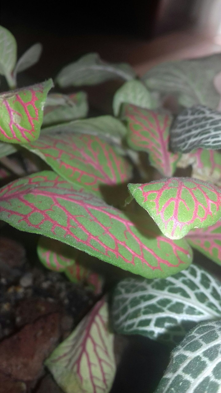 Decoration plant.