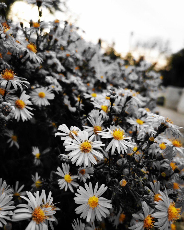 flowers