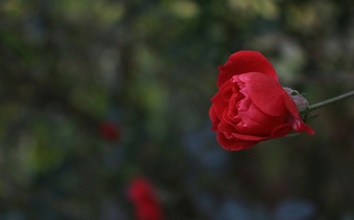 red flower