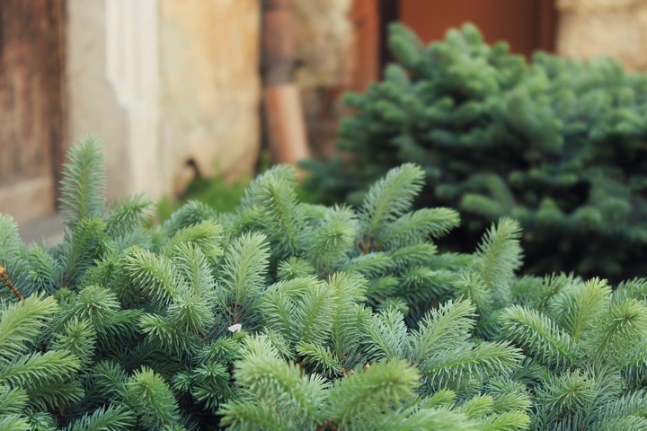 Cute little bushes