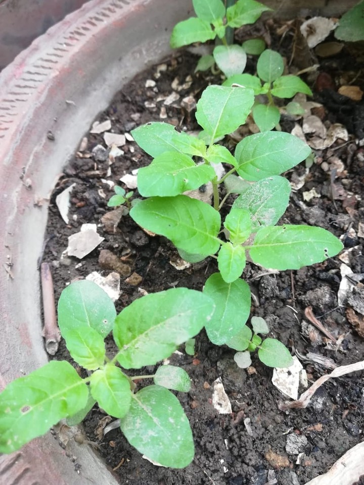 Tulsi