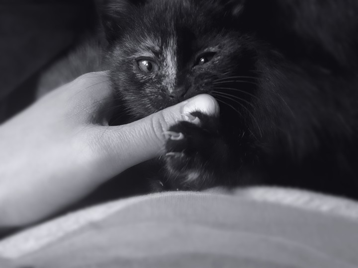 kitty