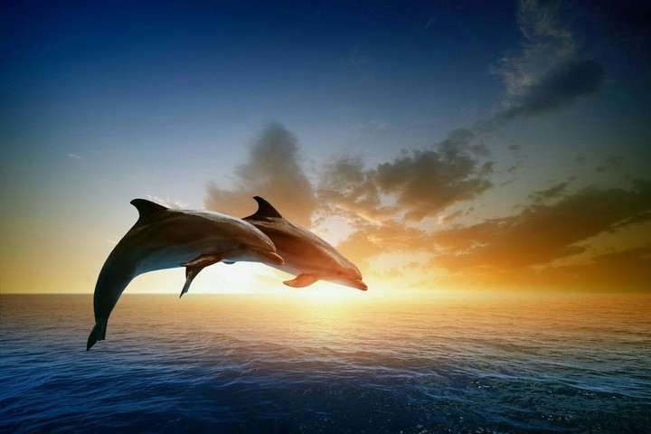 dolphins