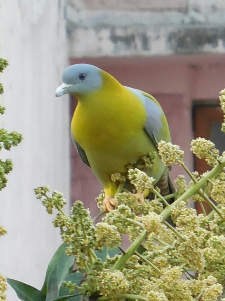birds which fly high