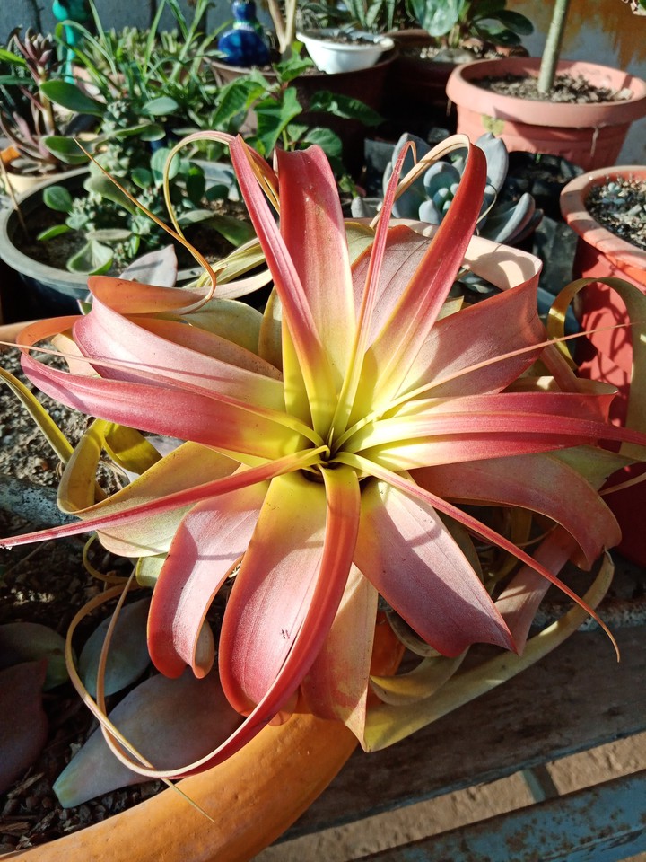 Tillandsia xerographica