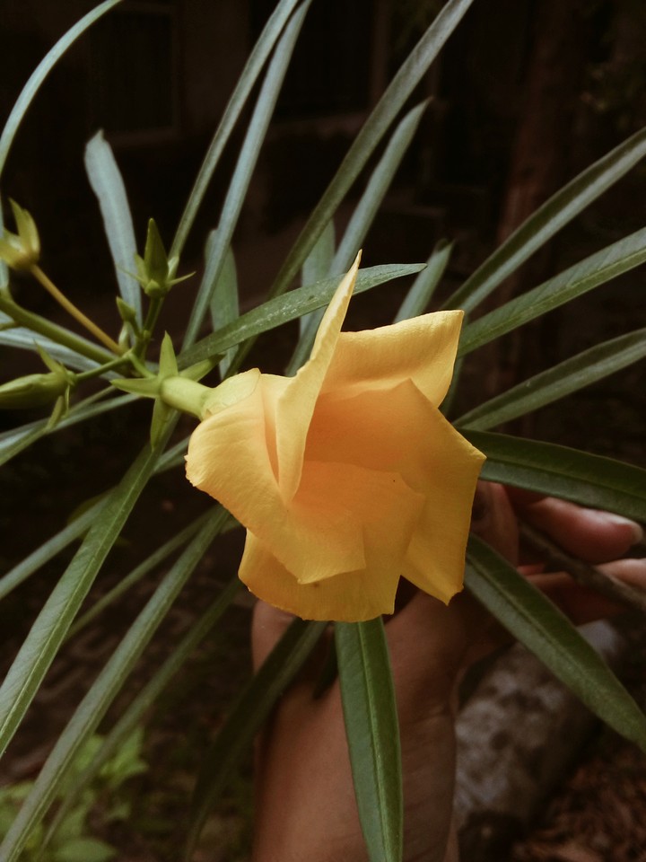 yellow