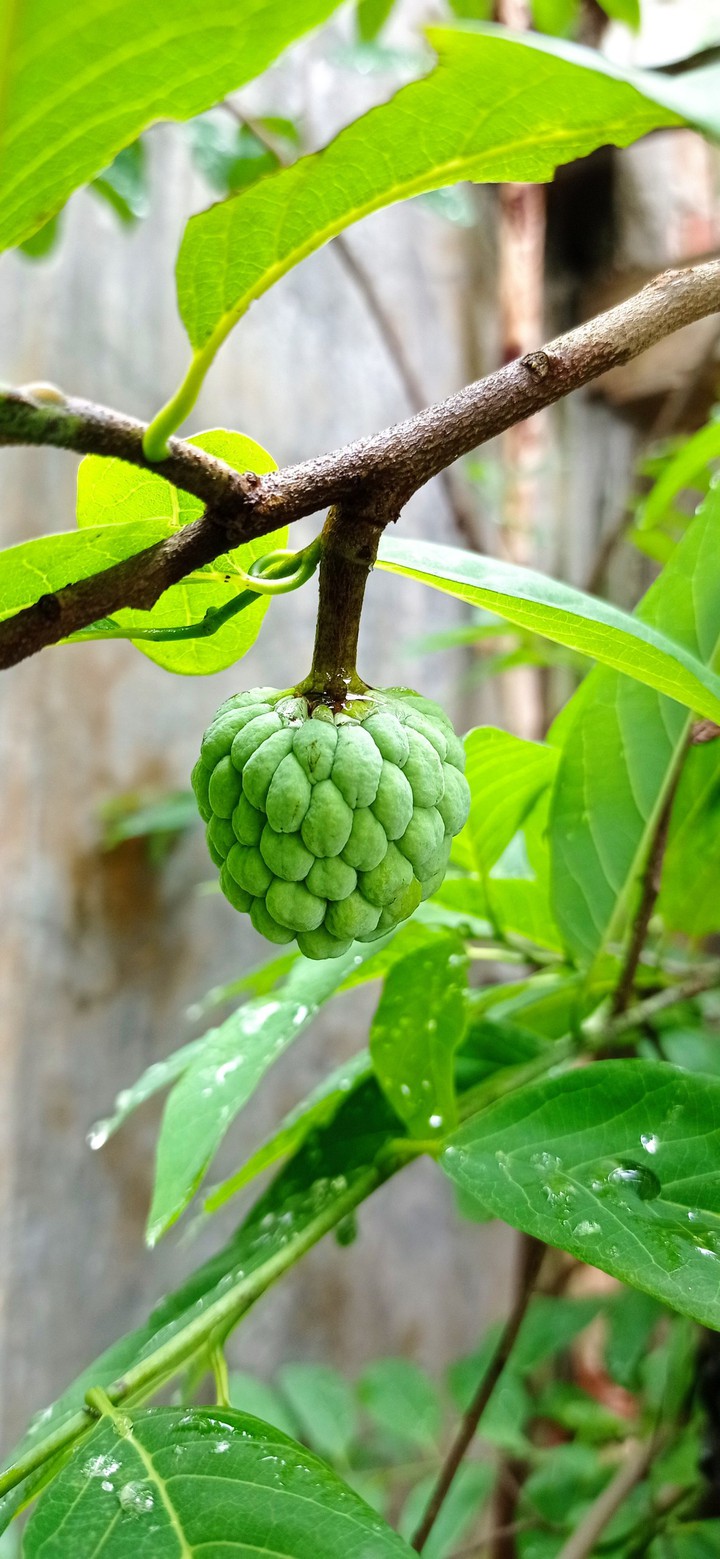 fruit