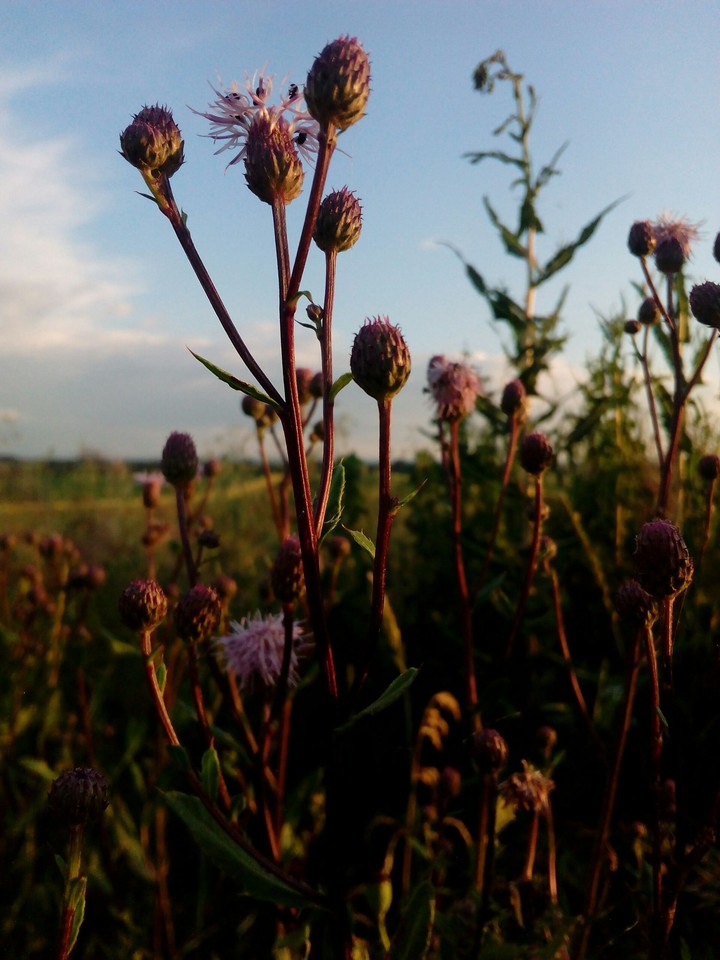 Thistle