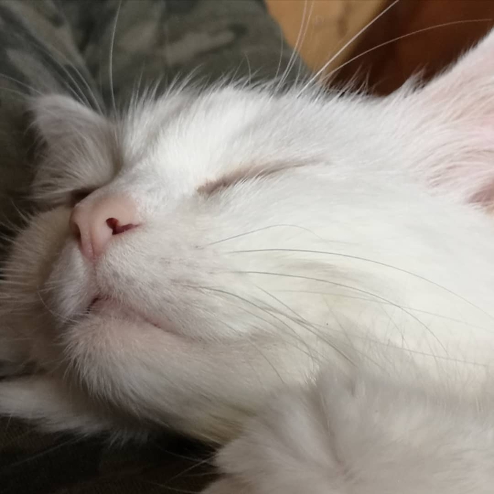 sleeping beauty