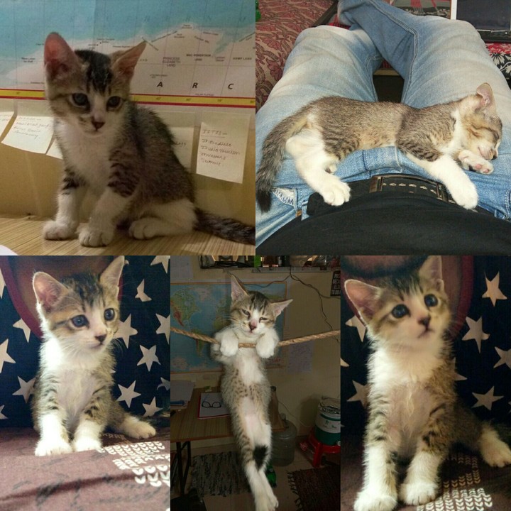 tia the kitten