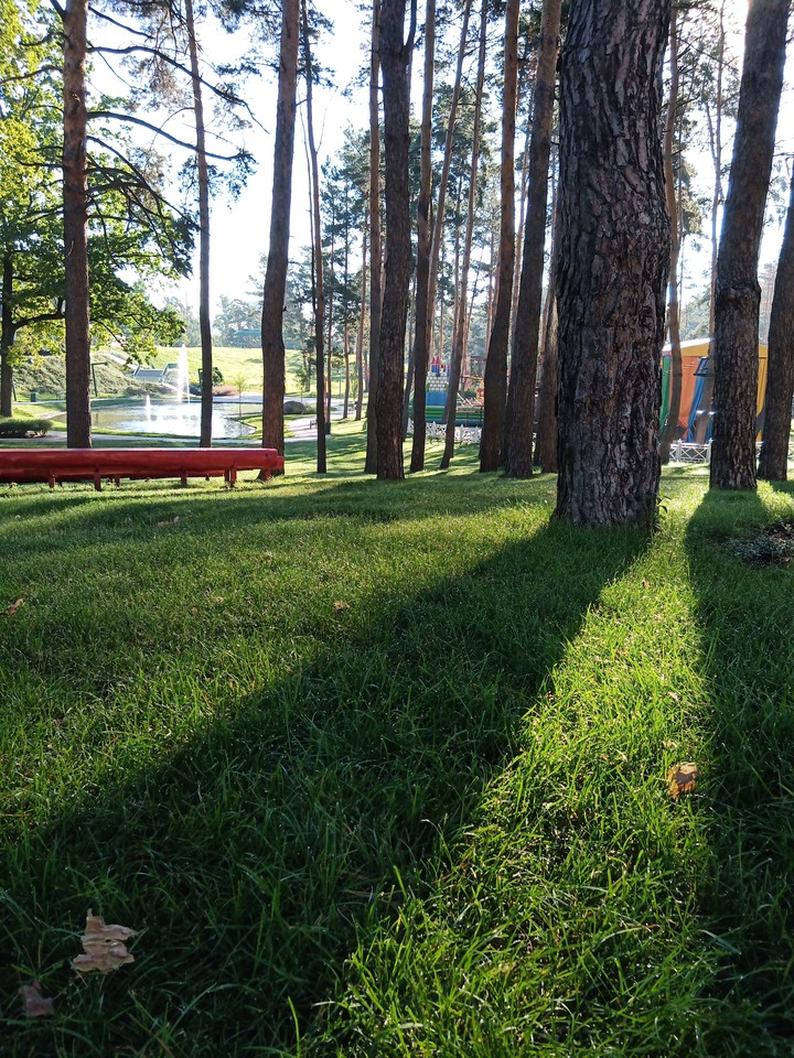 forest