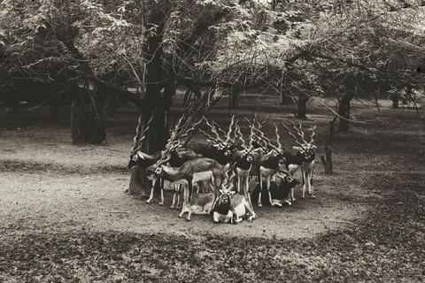 The Herd