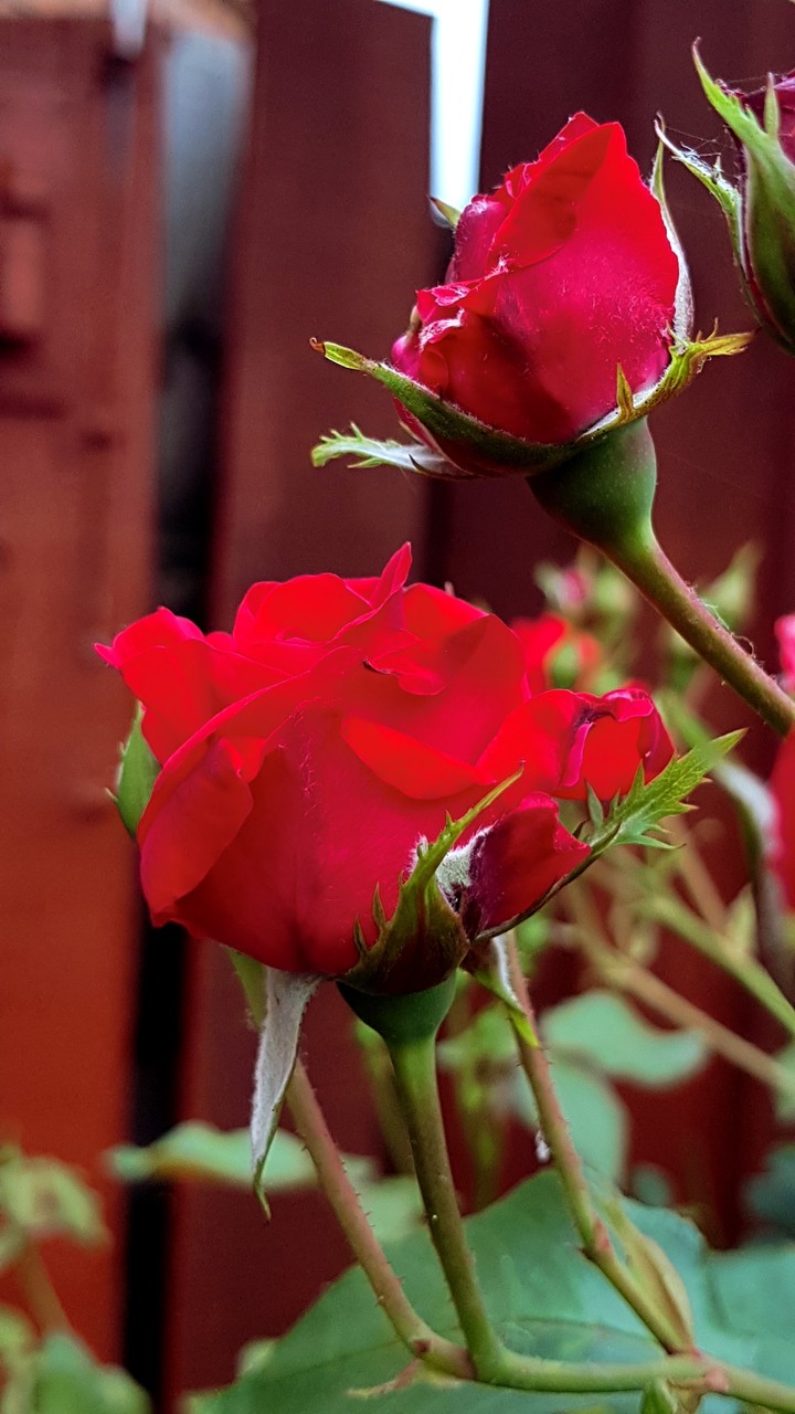 Beautiful