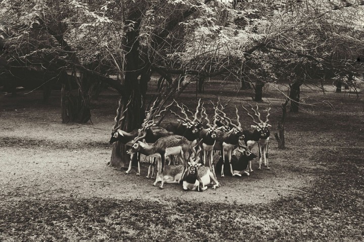 The Herd