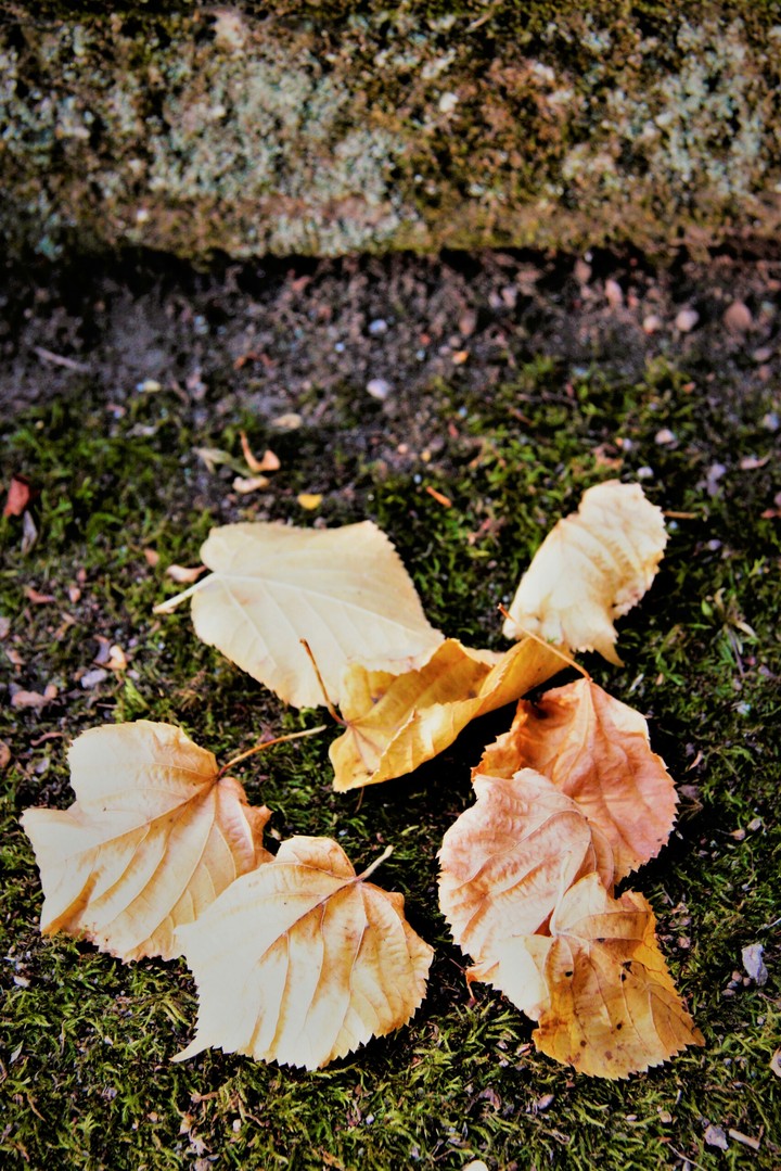 Nine leaves