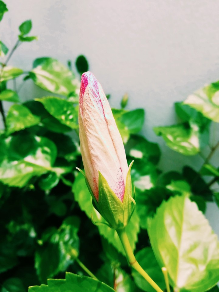 Bud