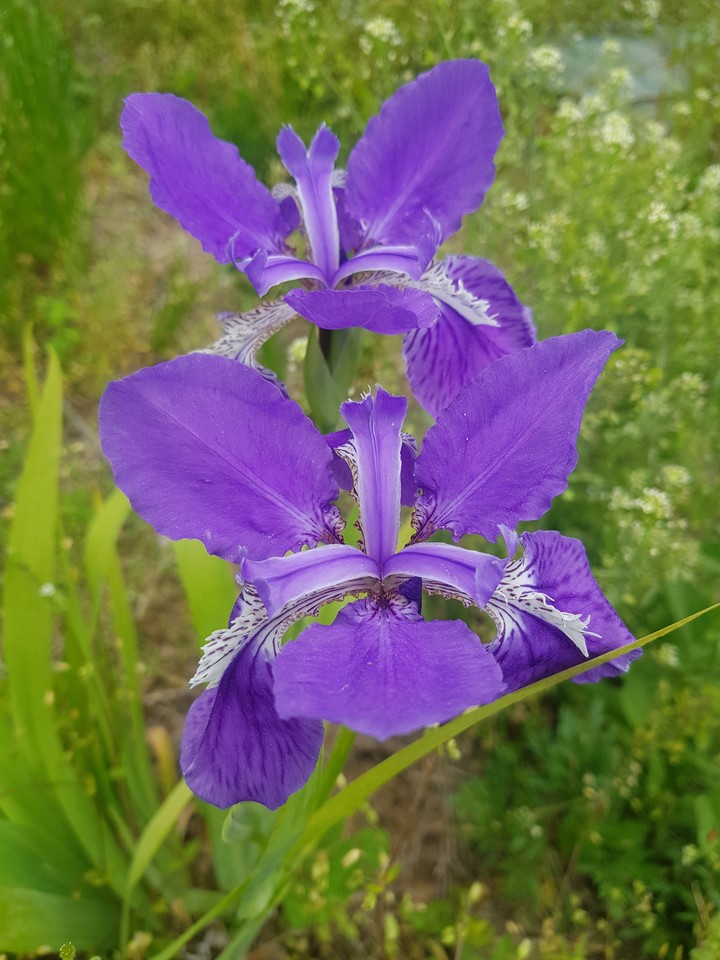 보라