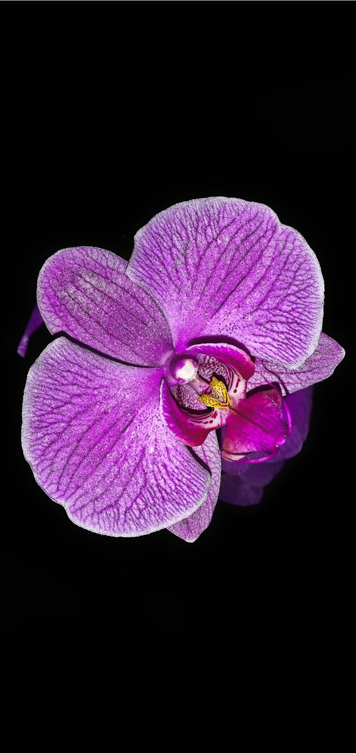 Flor