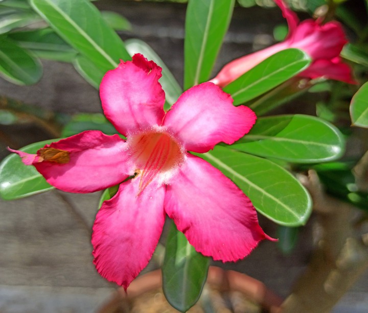 adenium