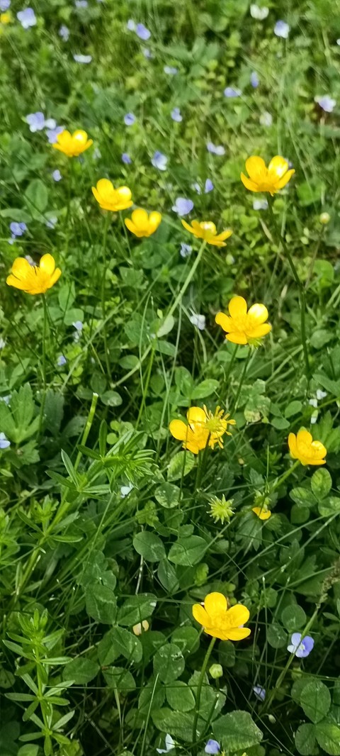 meadow, plant वॉलपेपर
