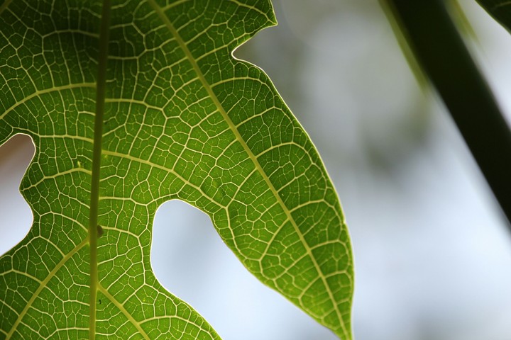 pattern