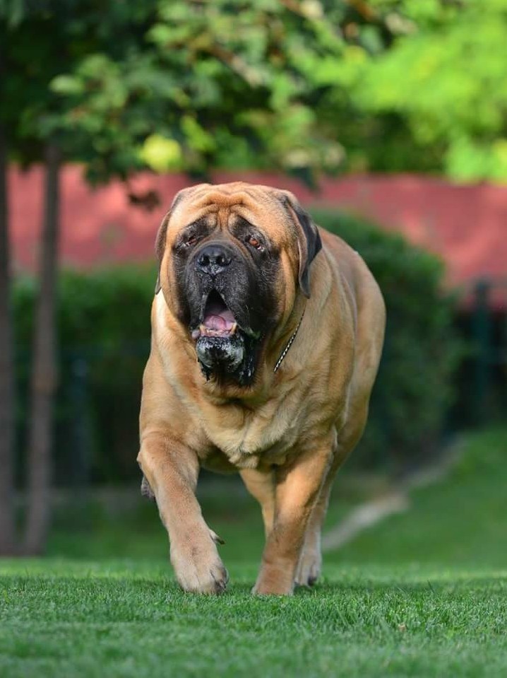 English mastiff
