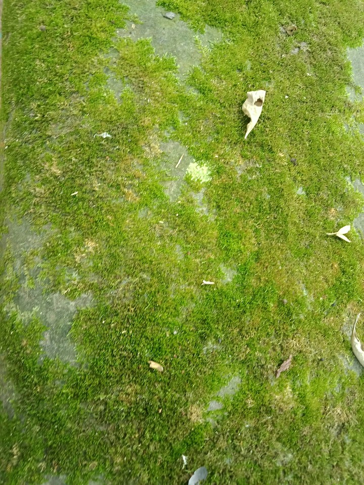 Moss