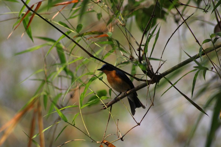 small bird