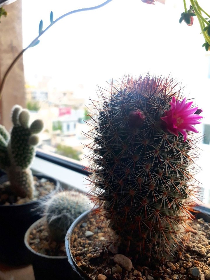 cactus