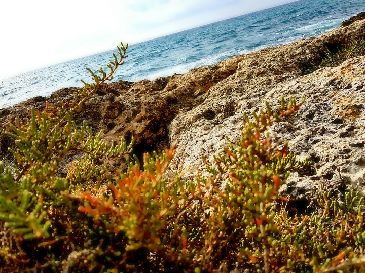 plant sea