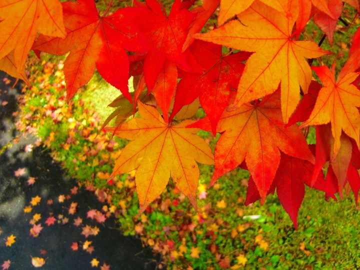 autumn leaves