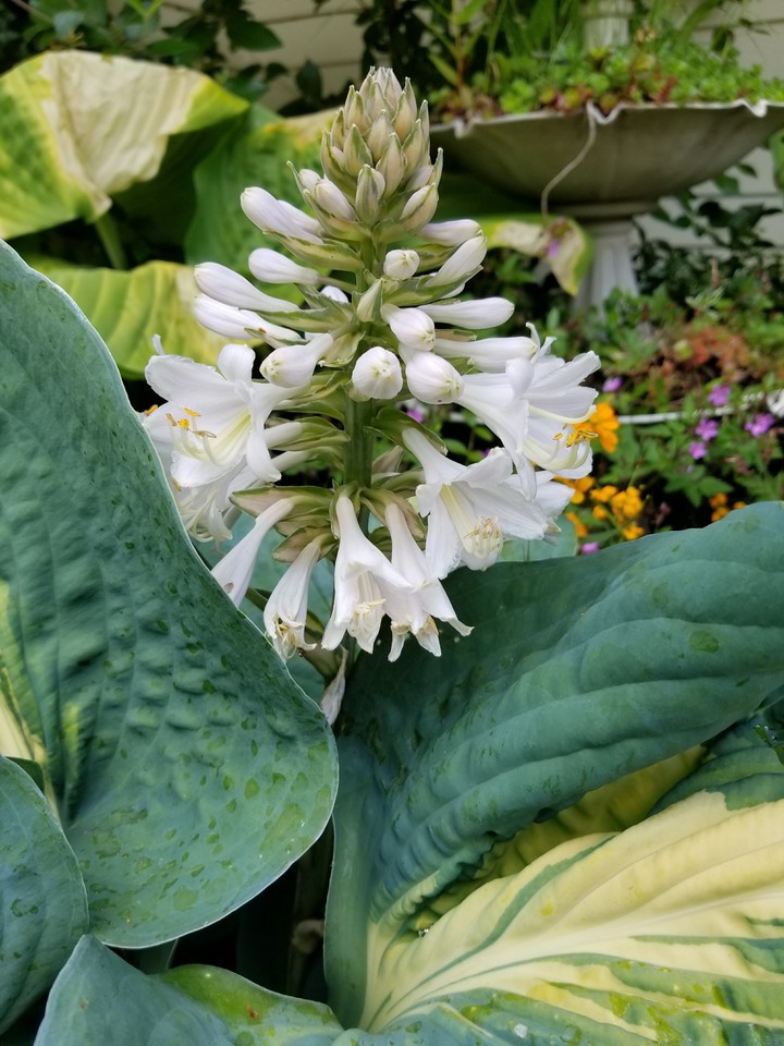 2017 garden
