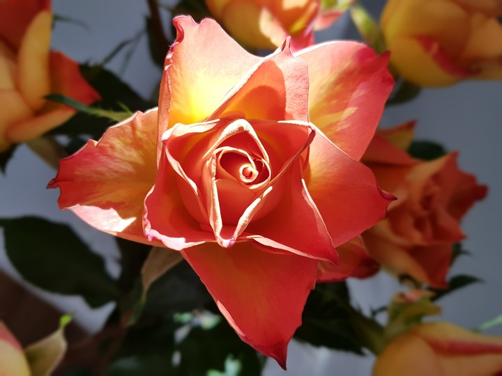 rose, sun and rose, magical