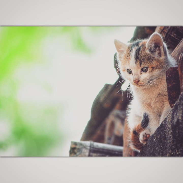 cat