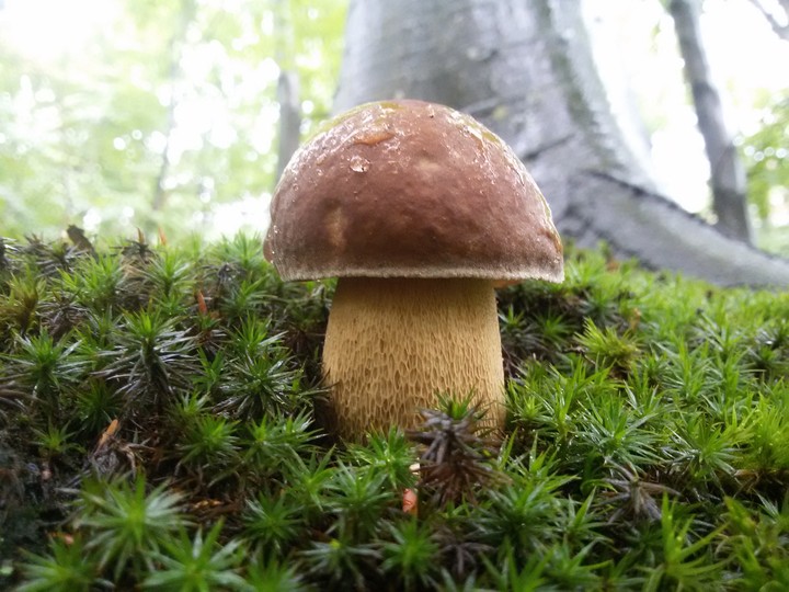 Mushroom 2