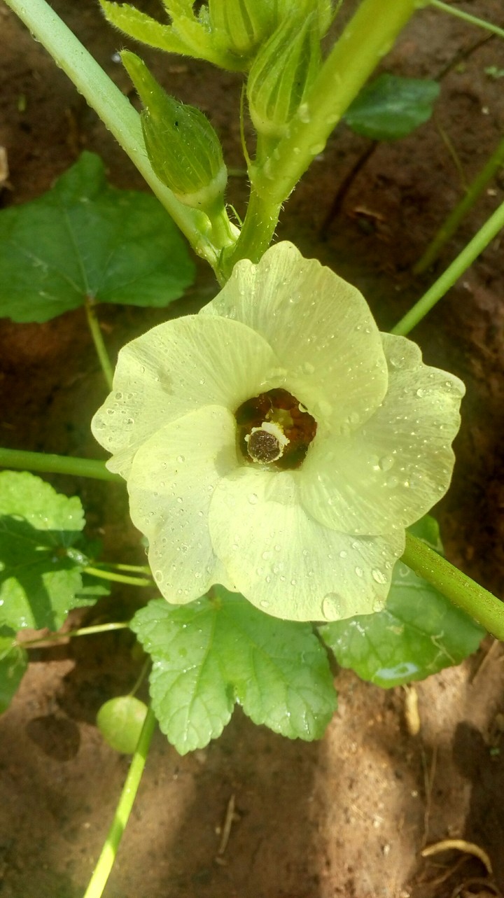 after watering