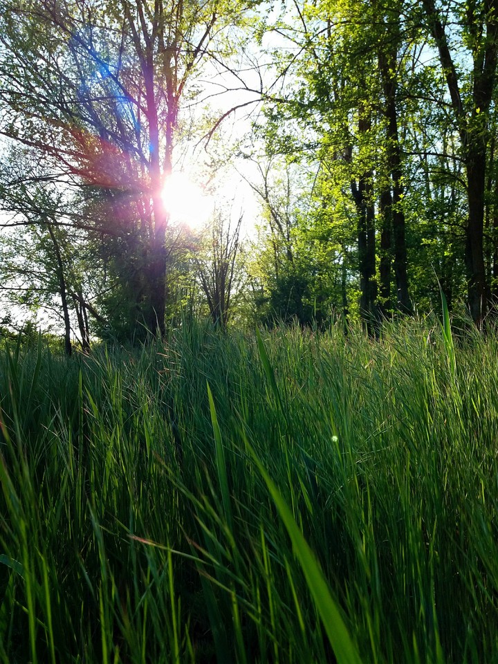 Лес