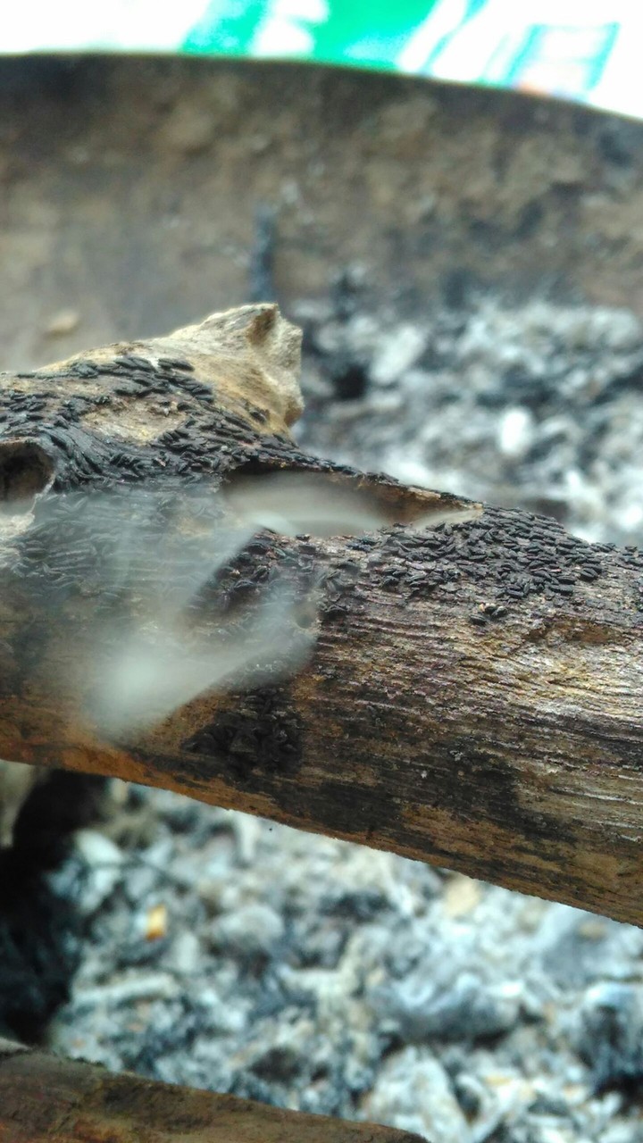 smoke