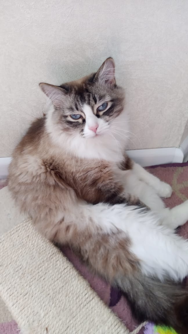 cat