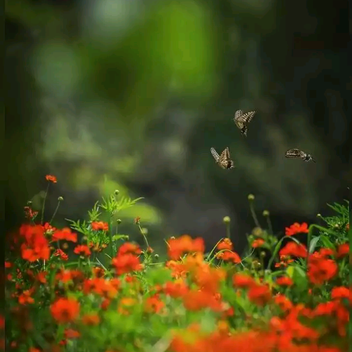 Nature