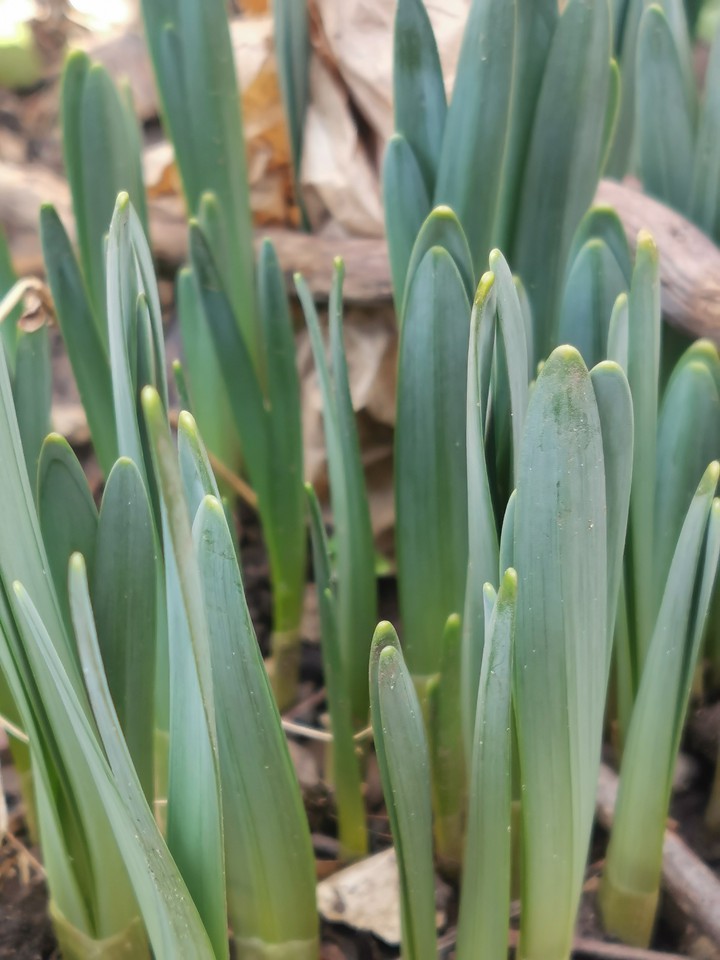 le début du printemps